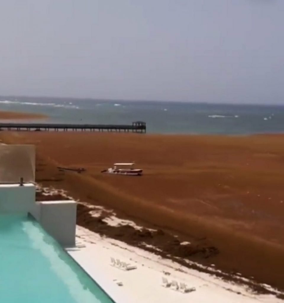 Sargazo en Punta Cana